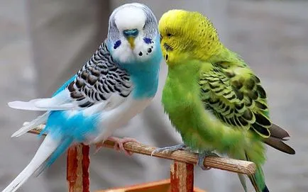 Cântând budgies și sunetele lor, asculta și viziona videoclipul (cântând) Cântând budgies și sunetele lor, asculta și viziona videoclipul