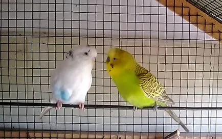 Cântând budgies și sunetele lor, asculta și viziona video (sunete) Cântând budgies și sunetele lor, asculta și viziona videoclipul
