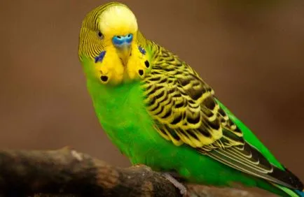 Cântând studiu budgies caracteristici (video)