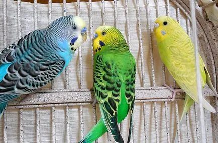 Cântând budgies și sunetele lor, asculta și viziona videoclipul (papagali) Cântând budgies și sunetele lor, asculta și viziona videoclipul