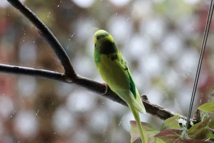 Singing budgies - asculta ciripitul budgies online gratuit, mp3, video