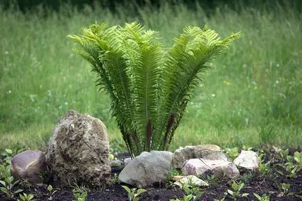 plantare Fern, propagarea și îngrijirea plantelor din grădină