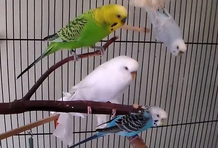 Cântând budgies și sunetele lor, asculta și viziona videoclipul (cântând) Cântând budgies și sunetele lor, asculta și viziona videoclipul