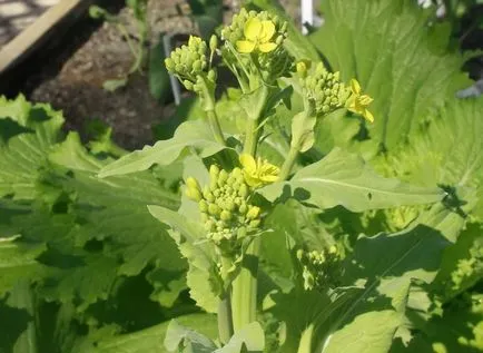 Cultivarea varză și îngrijirea răsadului la recoltare (îngrijire) Cultivarea varză și îngrijirea răsadului pentru a recolta