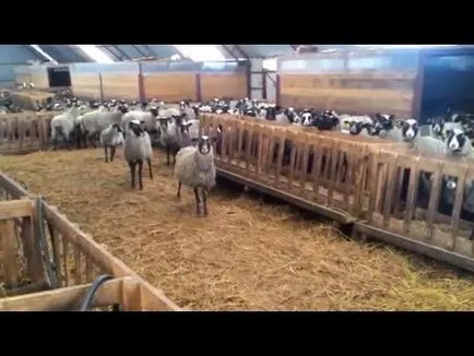 Oaie și oaie Romanov caracteristicile rasei și păstrarea, de reproducție ca o afacere (ovine) Oaie și oaie Romanov caracteristicile rasei și păstrarea, de reproducție ca o afacere