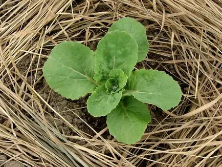 varză chinezească - cultivarea și întreținerea în câmp deschis (în aer liber) varză chinezească - cultivarea și întreținerea în câmp deschis