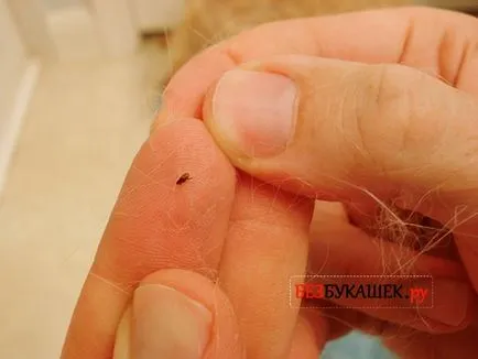 Transmise în cazul în care puricii de la pisici și câini sunt periculoase pentru om decât purici la om (pisici) puricii fac transmise de la pisici și câini sunt periculoase pentru om decât purici la om