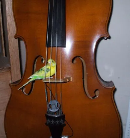 Singing budgies - asculta ciripitul budgies online gratuit, mp3, video