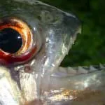 Piranha (50 poze) fapte interesante care dinții krasnobryuhoy peștii trăiesc în Amazon, descriere, video