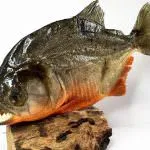 Piranha (50 poze) fapte interesante care dinții krasnobryuhoy peștii trăiesc în Amazon, descriere, video