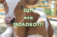 digestie vacă