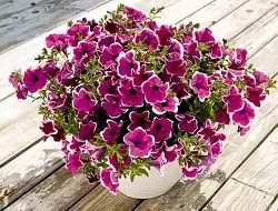 Petunia - picaj și să crească răsaduri