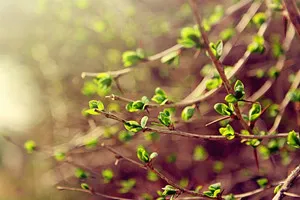 perioada de vegetație activă de cartofi, varză, mere - că (varză) perioada de vegetație activă de cartofi, varză, mere - ceea ce este