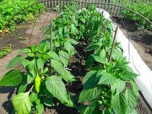 Pepper - creștere și îngrijire într-o seră, boala boia
