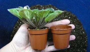 violete de transplant poate fi periculos pentru ei - cum să prevină pierderile