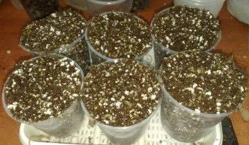 violete de transplant poate fi periculos pentru ei - cum să prevină pierderile
