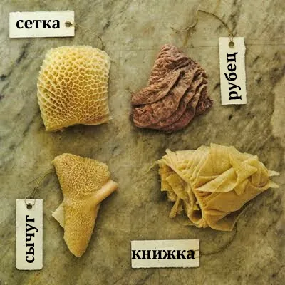 digestie vacă