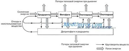 lanțuri alimentare și niveluri trofice în producătorii de ecosistem și a consumatorilor (produse alimentare) lanțuri alimentare și niveluri trofice în producătorii de ecosistem și consumatori
