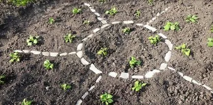 Petunia atârnare doborând cele mai bune soiuri, plantarea și îngrijirea de flori, boli, și lupta cu ei (foto și video)