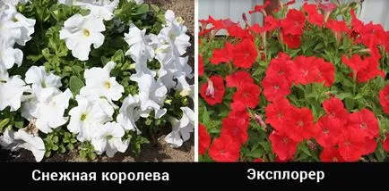 Petunia atârnare doborând cele mai bune soiuri, plantarea și îngrijirea de flori, boli, și lupta cu ei (foto și video)