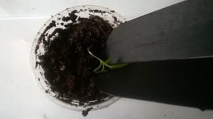 Petunia - picaj și să crească răsaduri