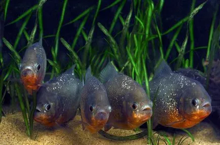 Piranha (50 poze) fapte interesante care dinții krasnobryuhoy peștii trăiesc în Amazon, descriere, video