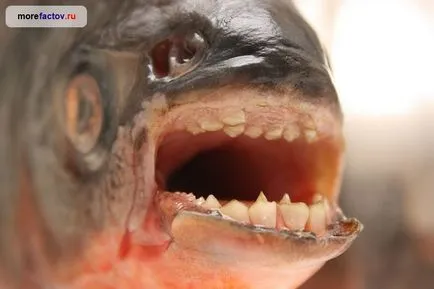 Piranhas - animale periculoase - marea de fapte