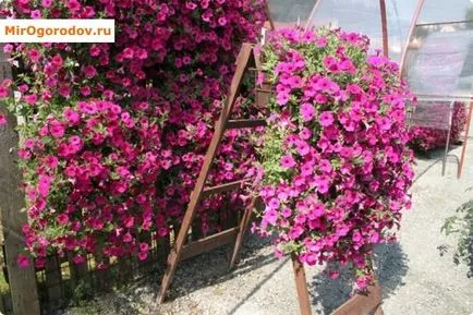 Petunia atârnare Downing - Revizuirea soiurilor populare cu o descriere și fotografie