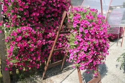 Petunia hang-Downing și cascadă