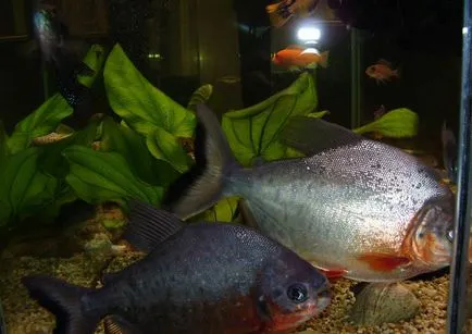 Piranha (50 poze) fapte interesante care dinții krasnobryuhoy peștii trăiesc în Amazon, descriere, video