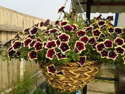 Petunia hang-Downing și cascadă