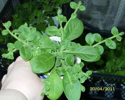Petunia - picaj și să crească răsaduri