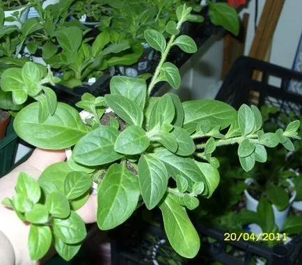 Petunia - picaj și să crească răsaduri