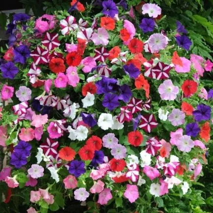 Petunia hang-Downing și cascadă