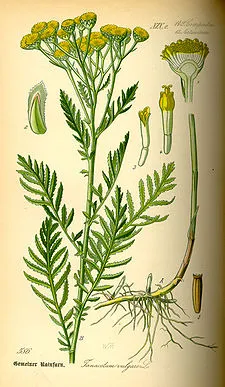 Tansy - l (clasificarea regnul vegetal) Vetrice - l