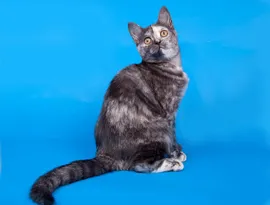 Pisici Scottish Kennel weiss șlefuitor - toate culorile pisicilor din Scoția (mașini de găurit) Pisici Scottish Kennel weiss - șlefuitor toate culorile pisica Scottish