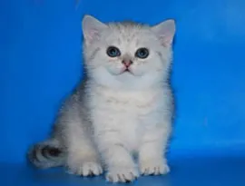 Pisici Scottish Kennel weiss șlefuitor - toate culorile pisica Scoțian (Scottish) Pisici Scottish Kennel weiss - șlefuitor toate culorile pisica Scottish