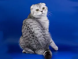 Pisici Scottish Kennel weiss șlefuitor - toate culorile pisica Scoțian (Scottish) Pisici Scottish Kennel weiss - șlefuitor toate culorile pisica Scottish