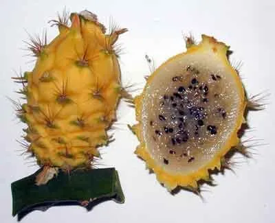 Pitahaya - fructe sănătoase și gustoase (pitahaia Pitahaya fotografie fructe fructe ca mananca Pitahaya) Pitahaya - fructe sănătoase și gustoase