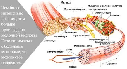 De ce durerile musculare după o mișcare de antrenament - viață