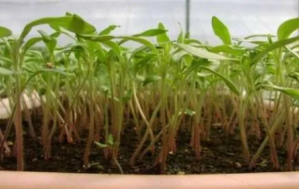 răsaduri de tomate sărace în creștere care fac