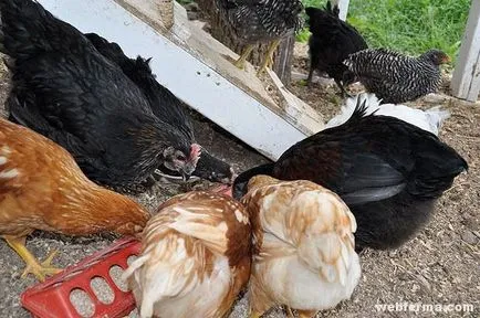 Plymouth - un succes pui rasa pentru cultivarea acasă