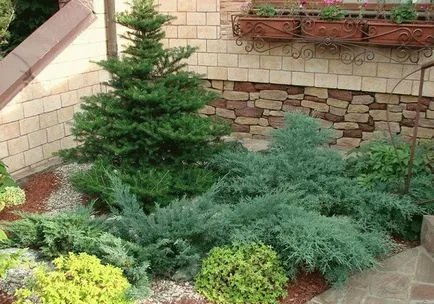 Ghinion molid albastru în zona din apropierea casei (rău) Ghinion molid albastru în zona din apropierea casei