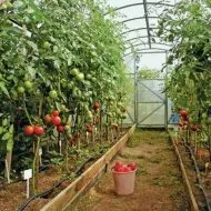 De ce turbionar frunze la tomate, care fac (tomate) De ce turbionar frunze la tomate care fac