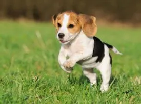 De ce câine sughiț cauze posibile și ce să facă (posibil) De ce câine sughiț posibile cauze și ce să facă