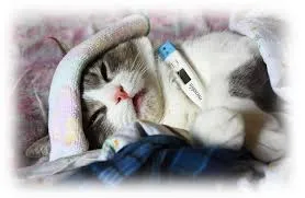 De ce frisoane pisica, animalele mele de companie (jitter) De ce frisoane pisica, animale de companie mele