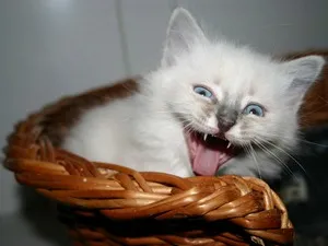 De ce pisicile miau