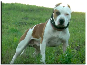 De ce sau de ce un câine mănâncă iarbă cauze, consecințe, dacă să se ocupe de ea