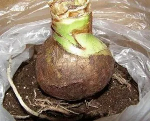 De ce nu flori Hippeastrum în casa îngrijirea adecvată (flori) De ce nu flori Hippeastrum in casa dreptul de ingrijire