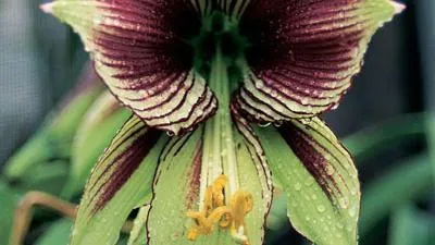 De ce nu flori Hippeastrum, și cum să se ocupe cu ea (care trebuie să fie durata) De ce nu flori Hippeastrum, și cum să-l lupta